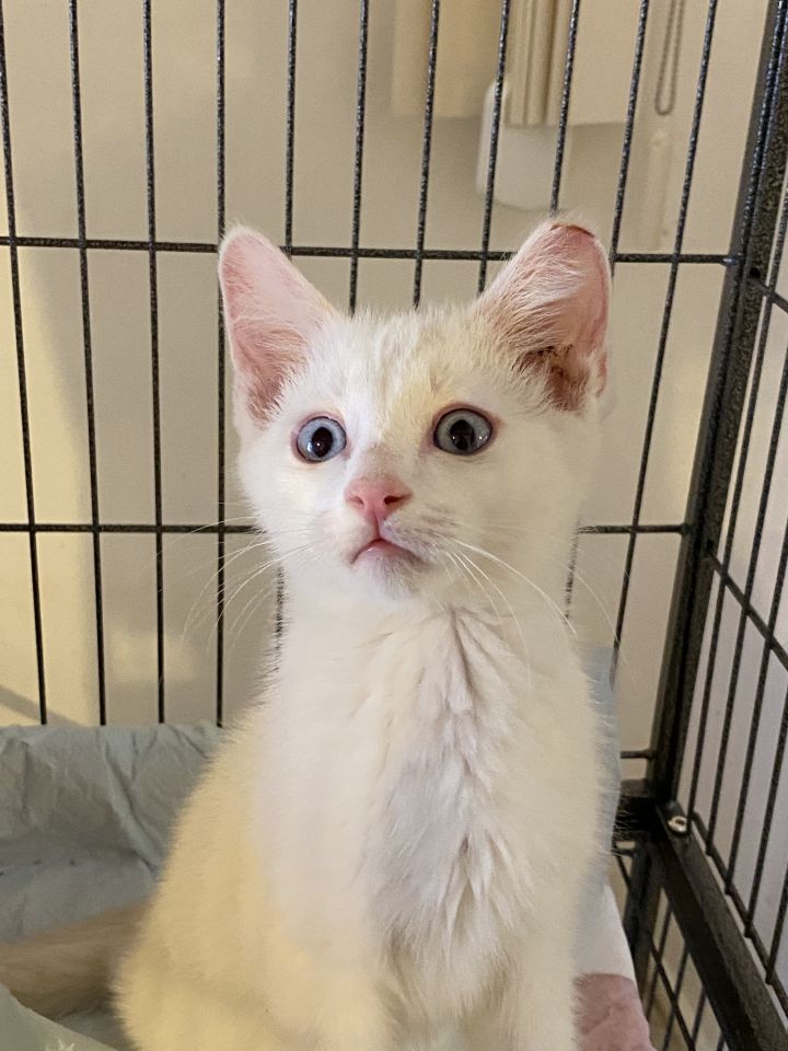 Cat For Adoption Tangerine A Siamese Mix In Desert Hot Springs Ca Petfinder