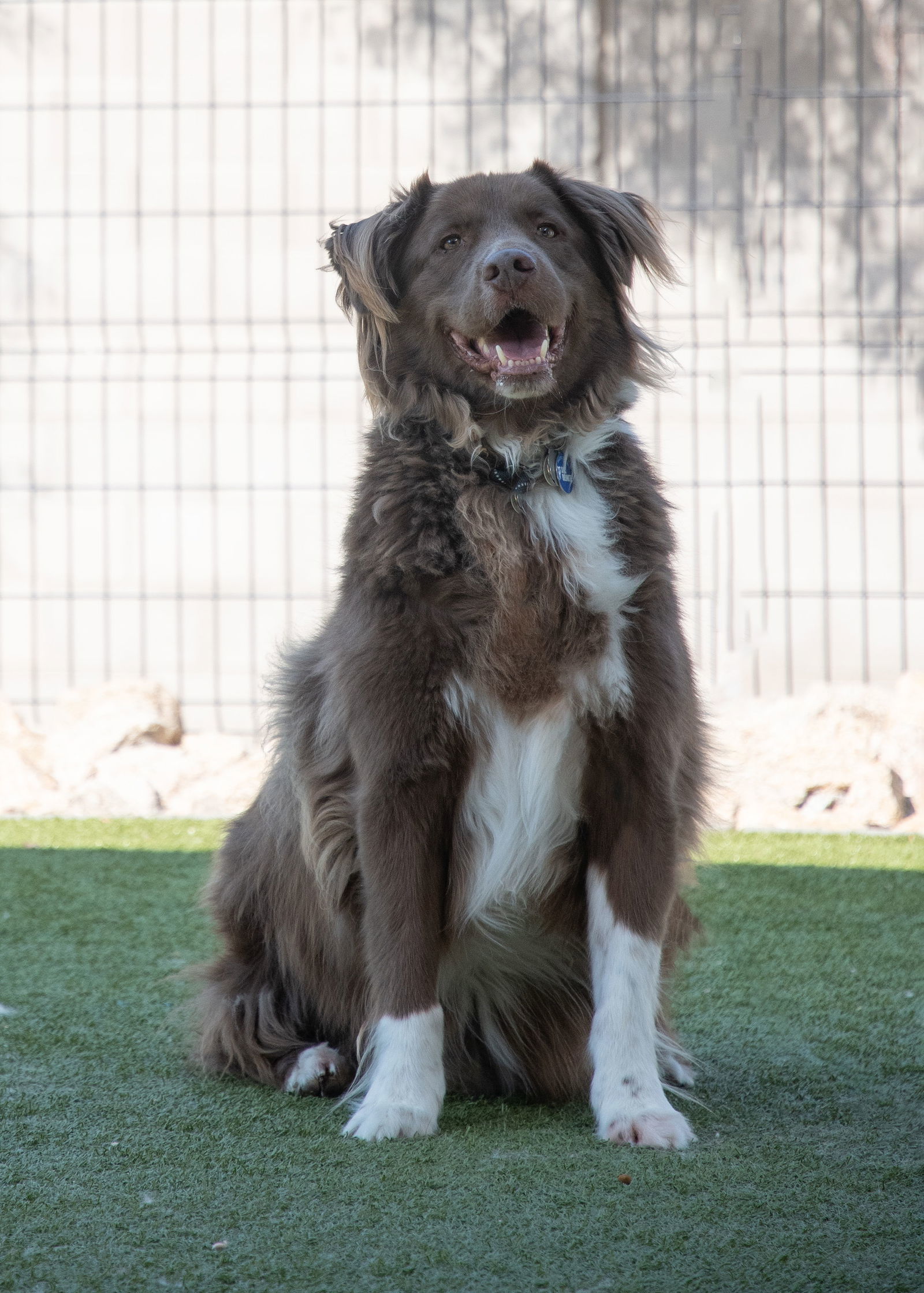 Duck tolling retriever 2024 australian shepherd mix