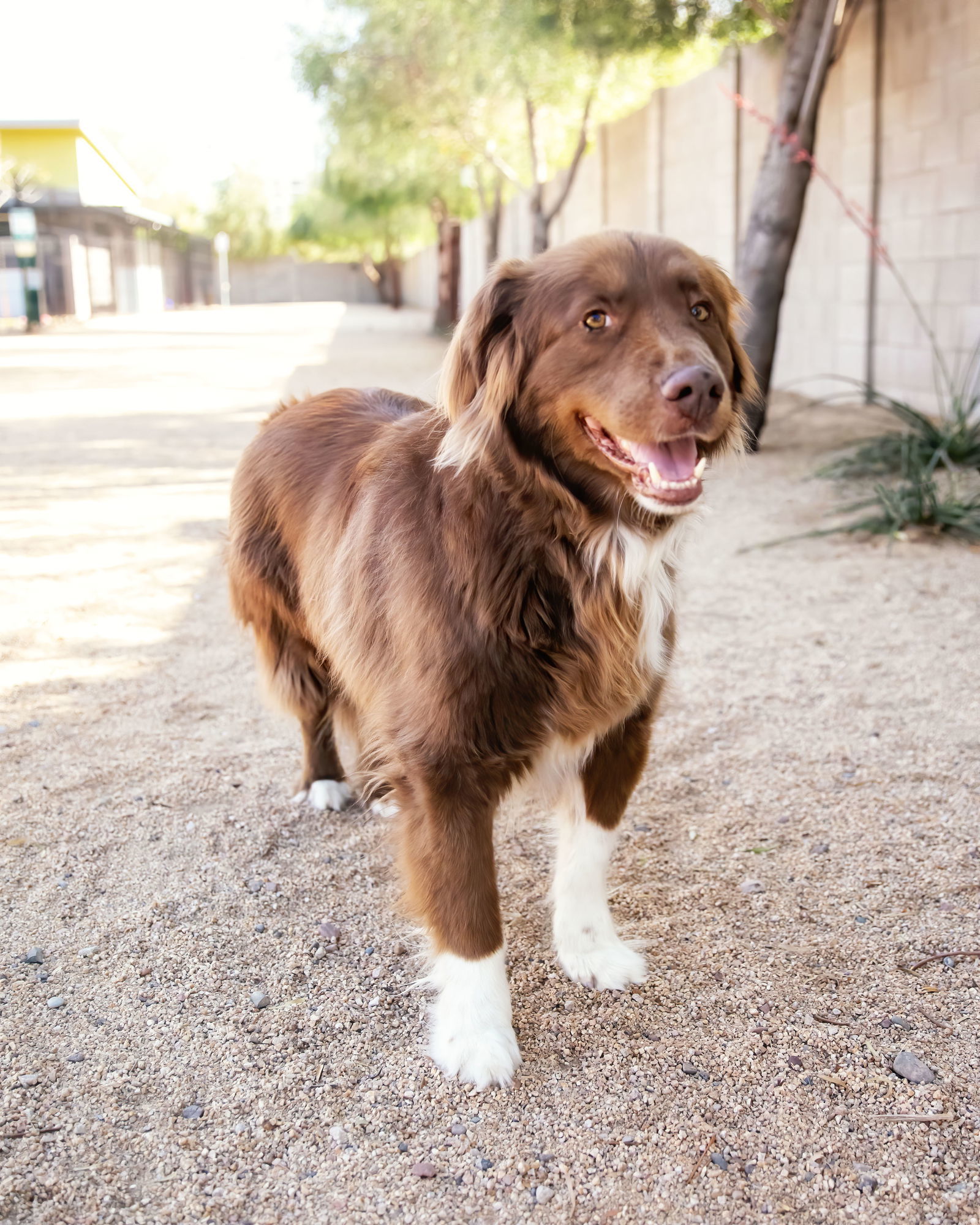 JACK, an adoptable Australian Shepherd in Scottsdale, AZ, 85261 | Photo Image 1