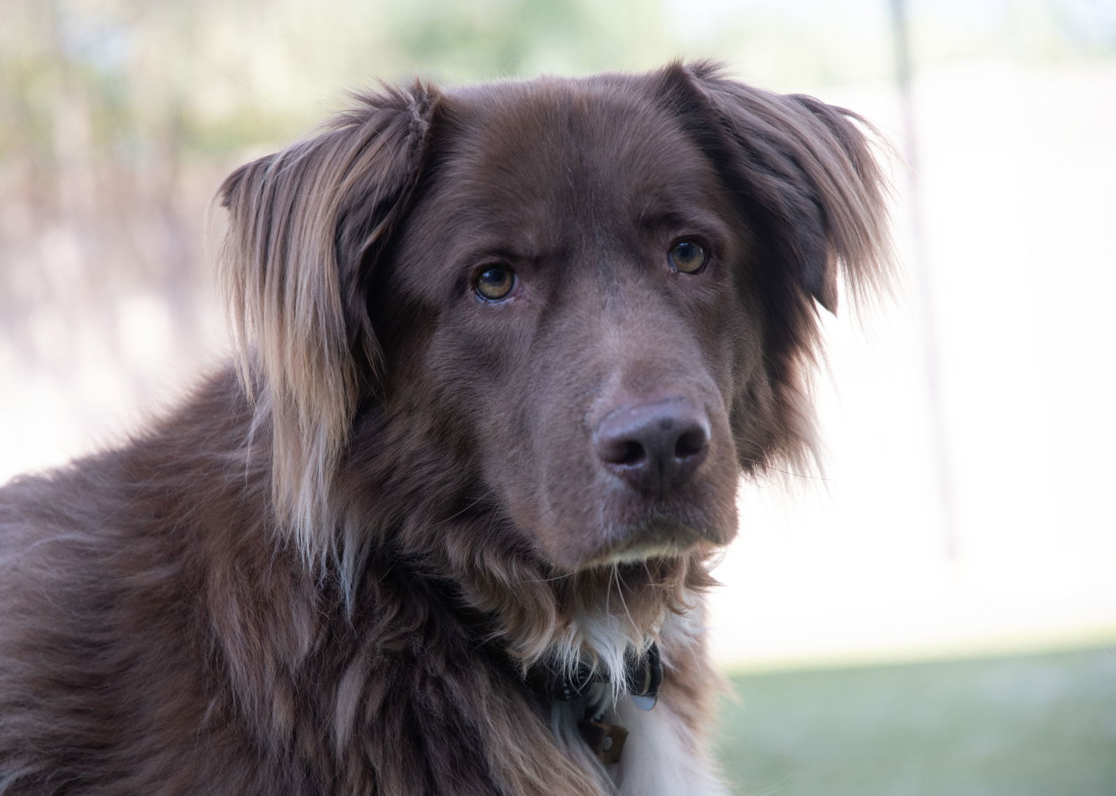 JACK, an adoptable Australian Shepherd in Scottsdale, AZ, 85261 | Photo Image 2