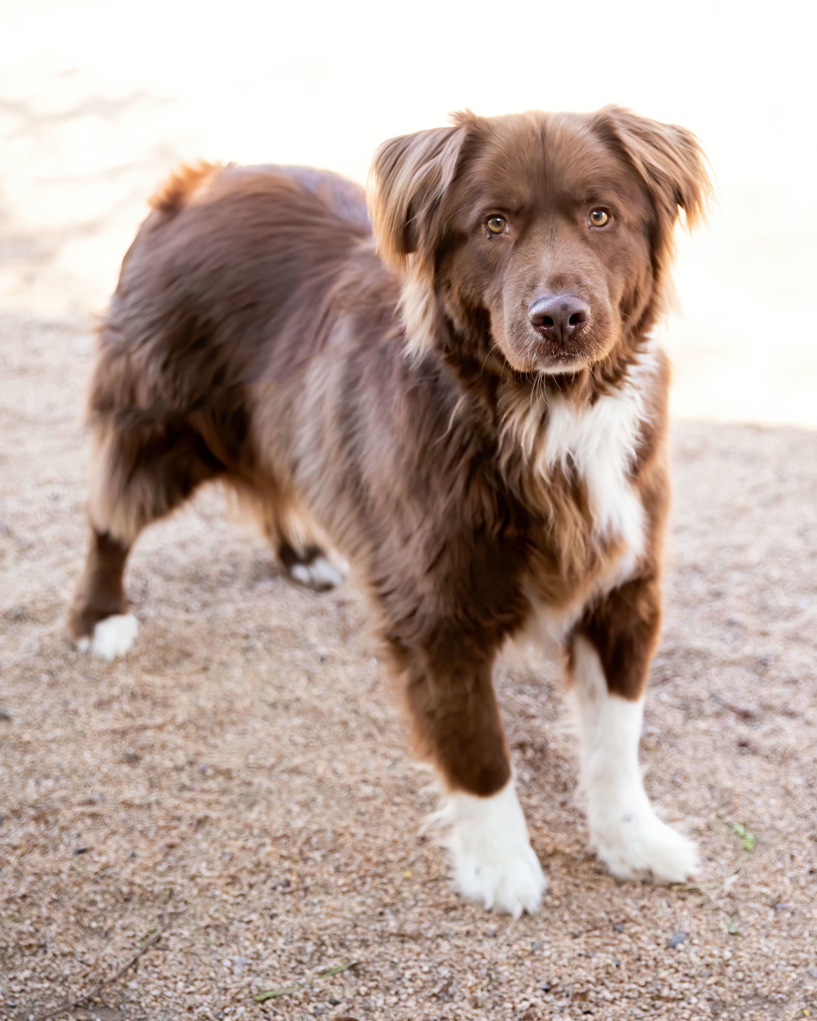 JACK, an adoptable Australian Shepherd in Scottsdale, AZ, 85261 | Photo Image 2