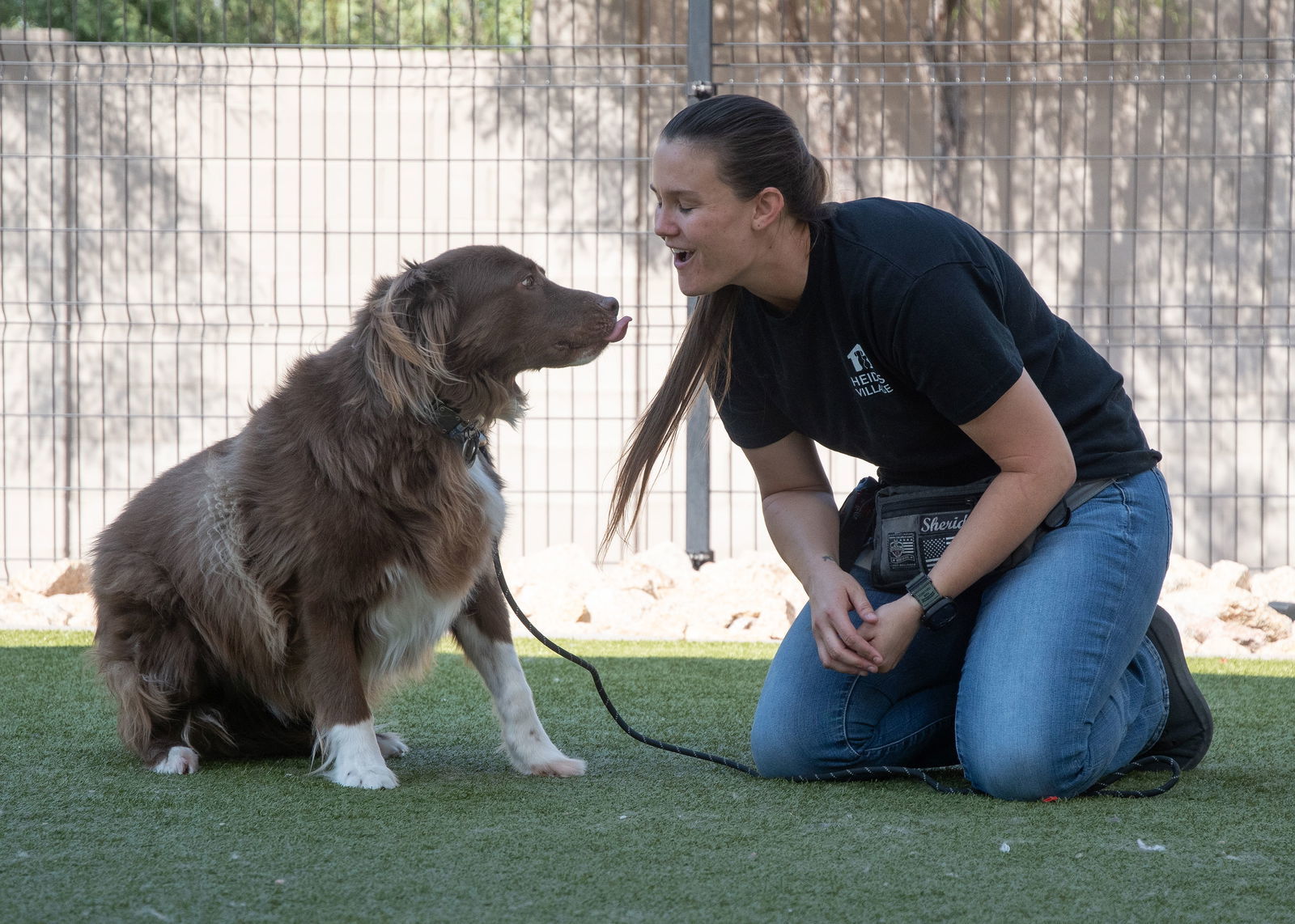 JACK, an adoptable Australian Shepherd in Scottsdale, AZ, 85261 | Photo Image 3