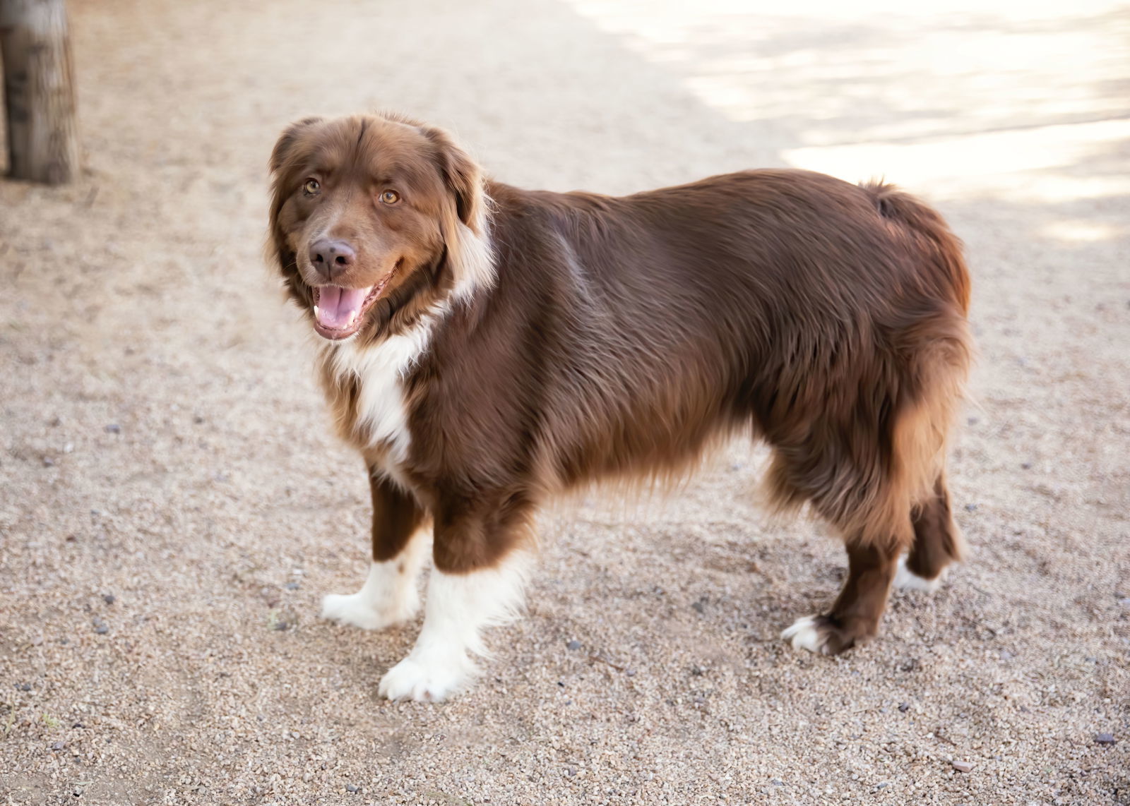 JACK, an adoptable Australian Shepherd in Scottsdale, AZ, 85261 | Photo Image 3