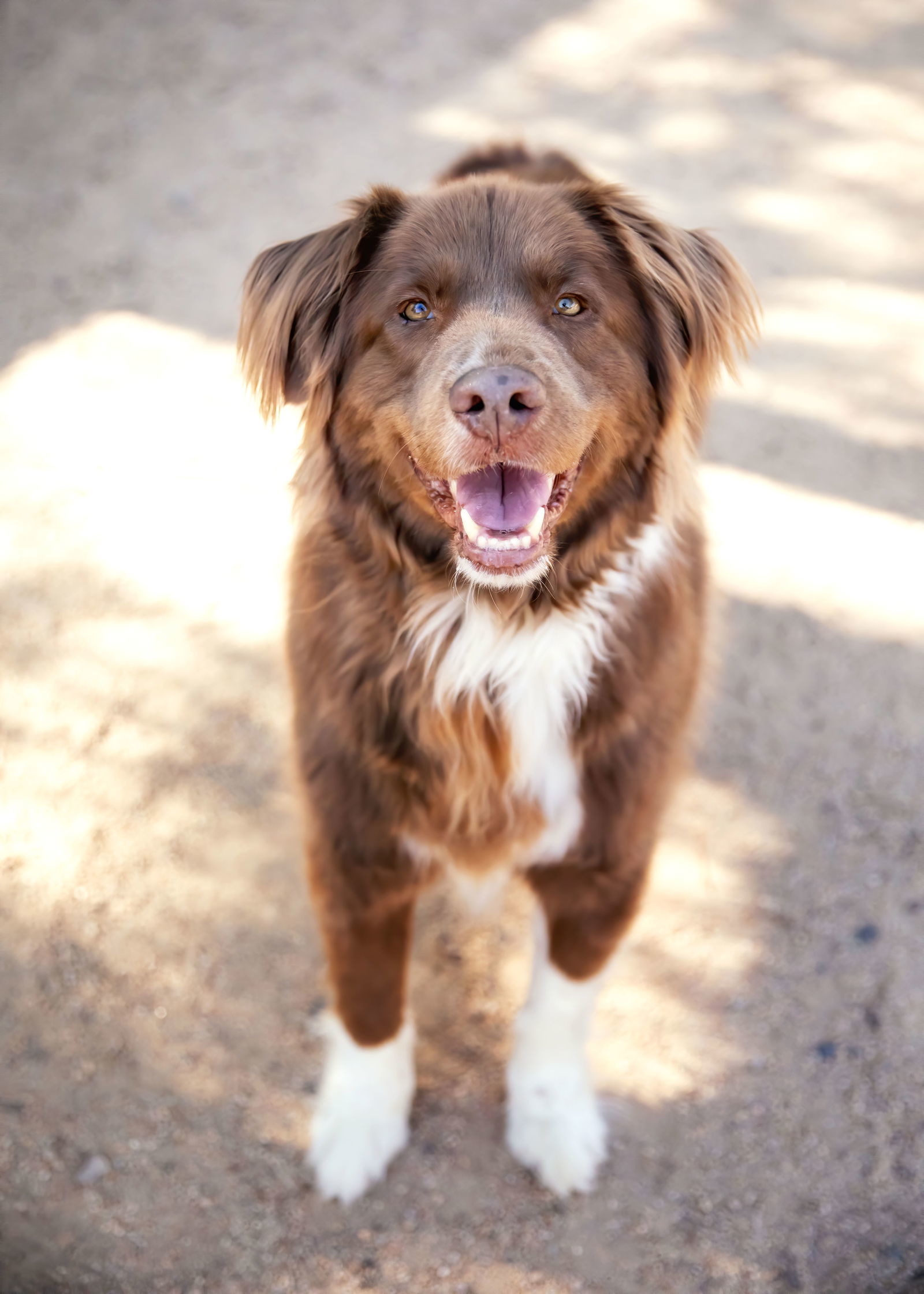 JACK, an adoptable Australian Shepherd in Scottsdale, AZ, 85261 | Photo Image 3
