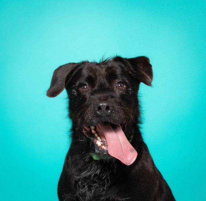 Scraggles, an adoptable Labrador Retriever & Patterdale Terrier / Fell Terrier Mix in Fort Lauderdale, FL_image-1