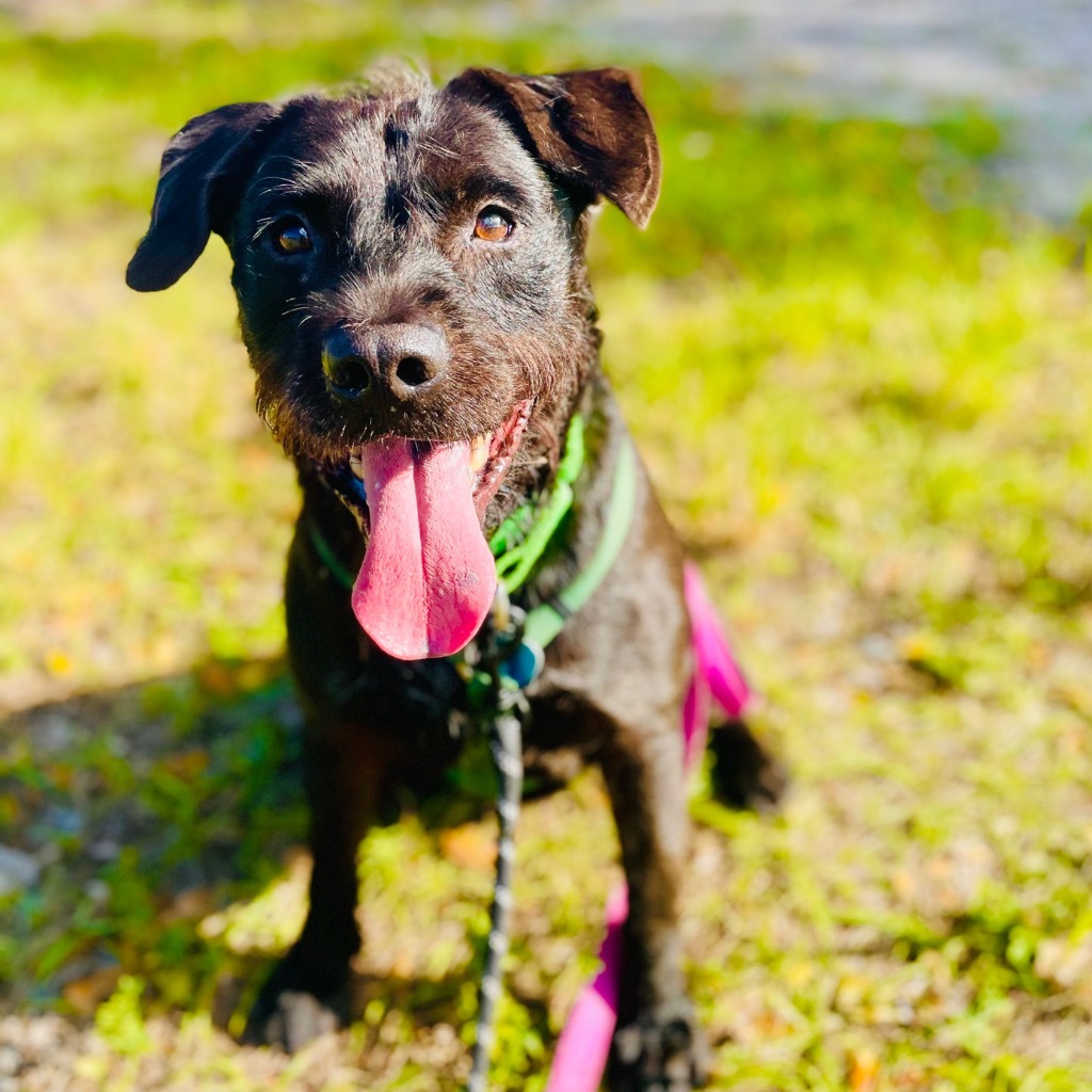 Scraggles, an adoptable Labrador Retriever, Patterdale Terrier / Fell Terrier in Fort Lauderdale, FL, 33304 | Photo Image 2