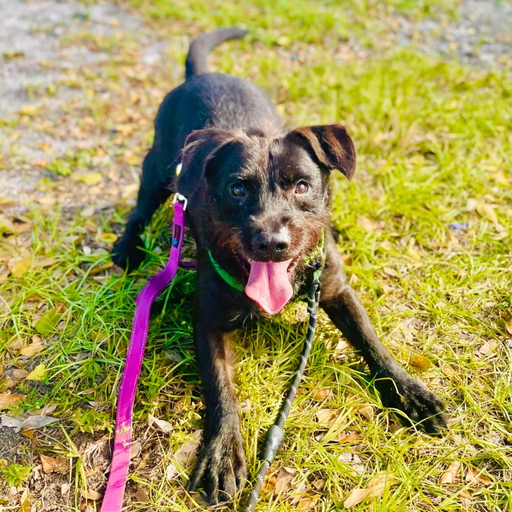 Scraggles, an adoptable Labrador Retriever, Patterdale Terrier / Fell Terrier in Fort Lauderdale, FL, 33304 | Photo Image 3