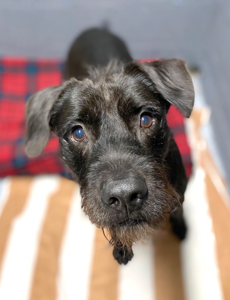 Scraggles, an adoptable Labrador Retriever, Patterdale Terrier / Fell Terrier in Fort Lauderdale, FL, 33304 | Photo Image 4