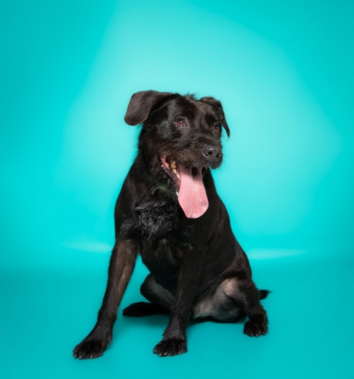 Scraggles, an adoptable Labrador Retriever & Patterdale Terrier / Fell Terrier Mix in Fort Lauderdale, FL_image-5
