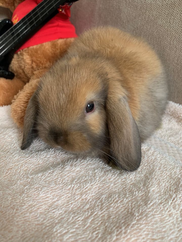 brown mini lop rabbits