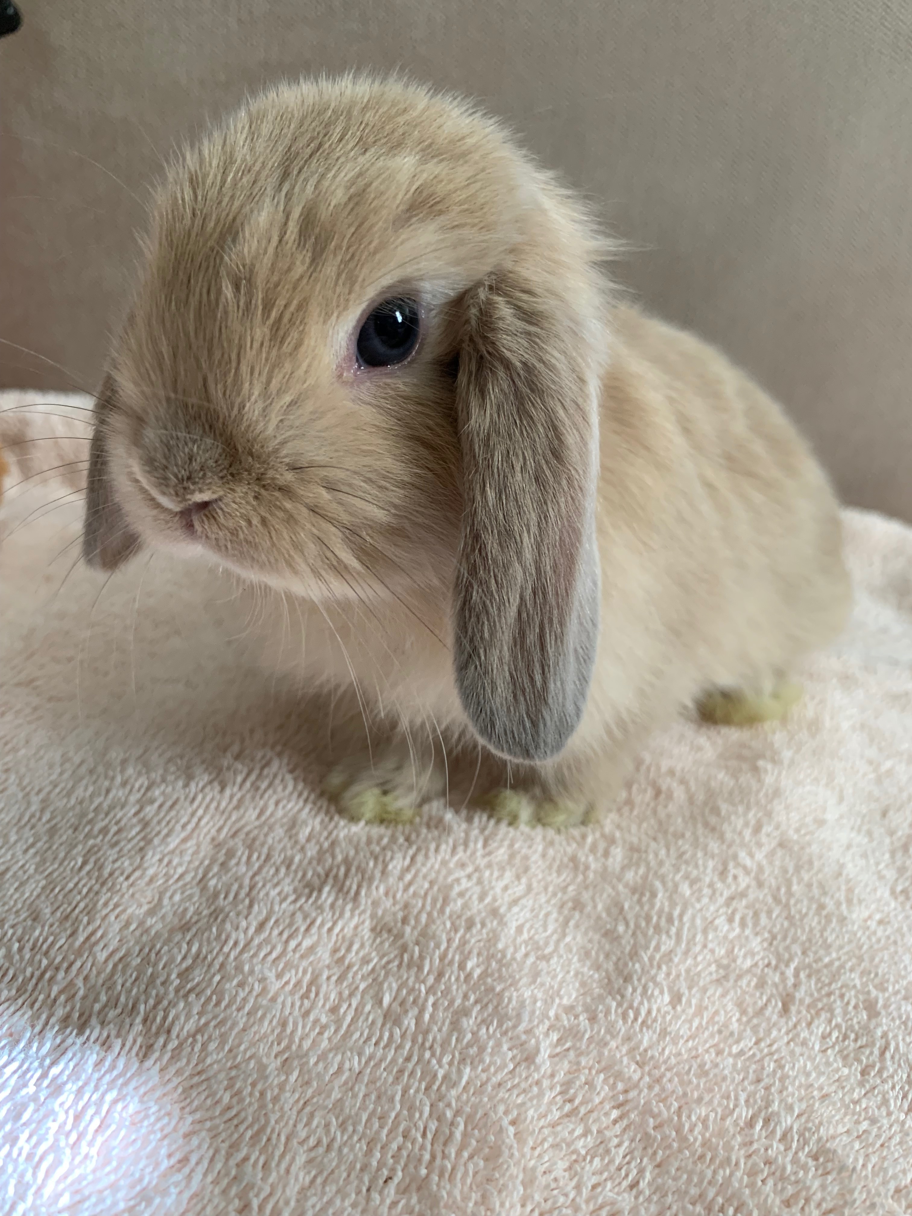 Baby lop hot sale bunny