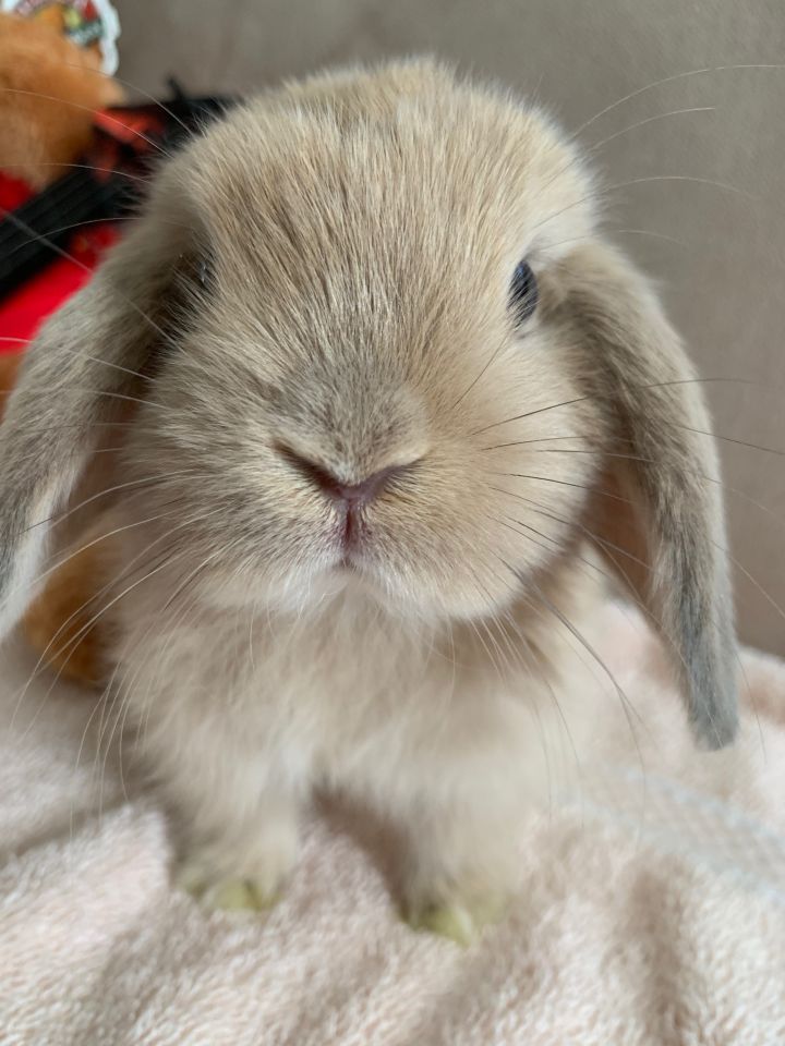 Holland lop hot sale bunny adoption