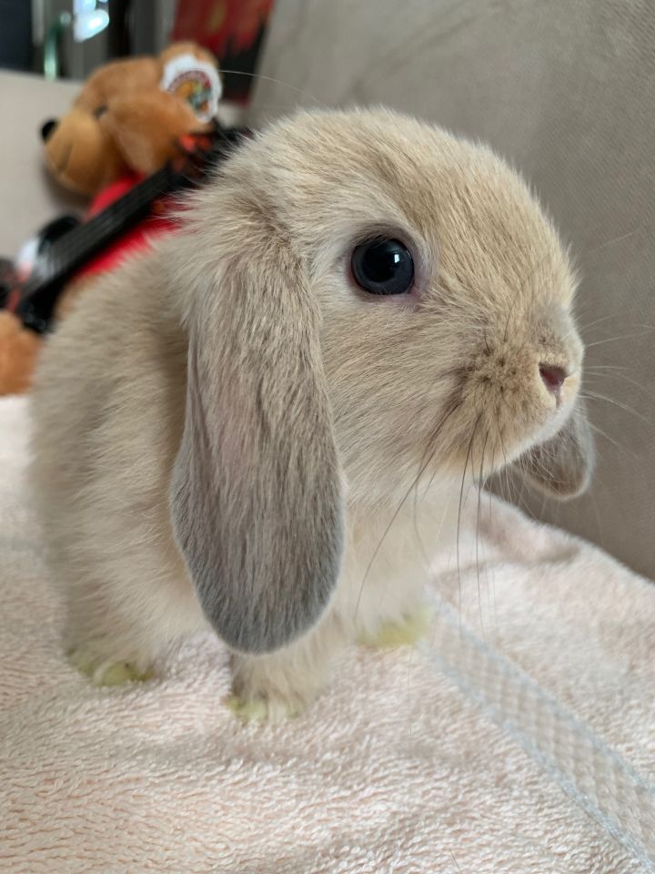 baby mini lop rabbits