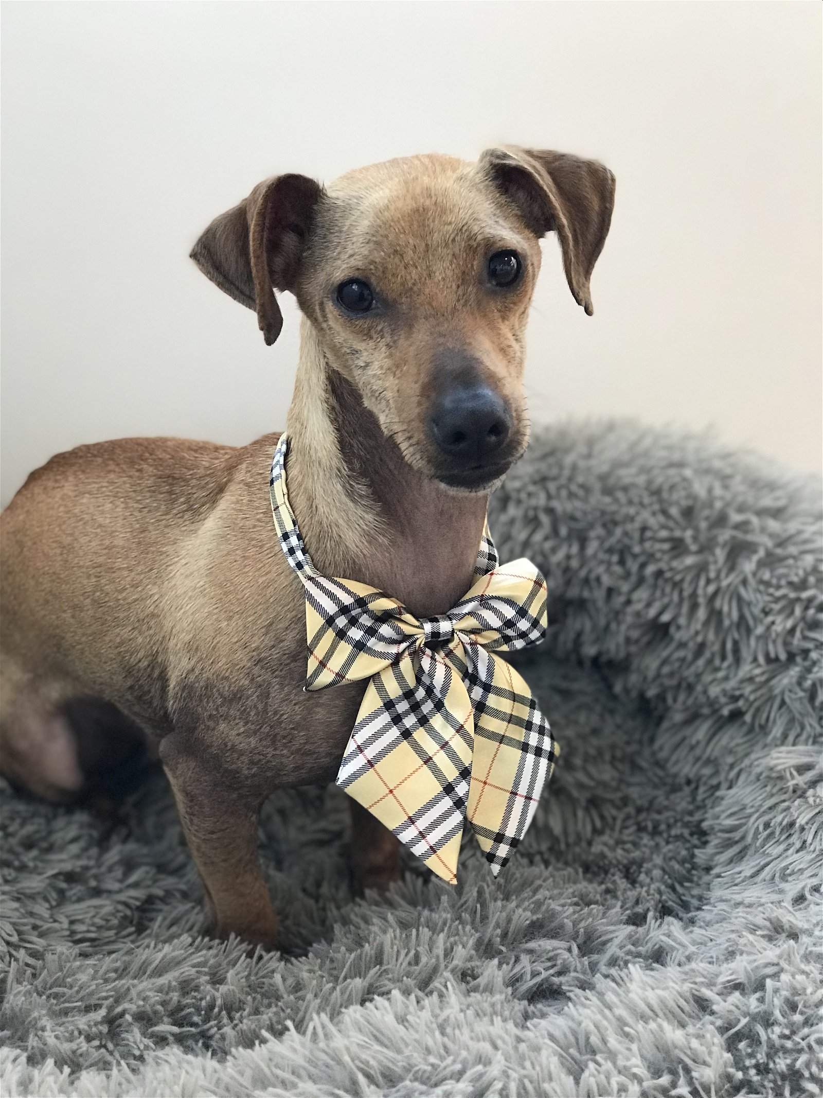 Peabody, an adoptable Terrier, Dachshund in Sonoma, CA, 95476 | Photo Image 1