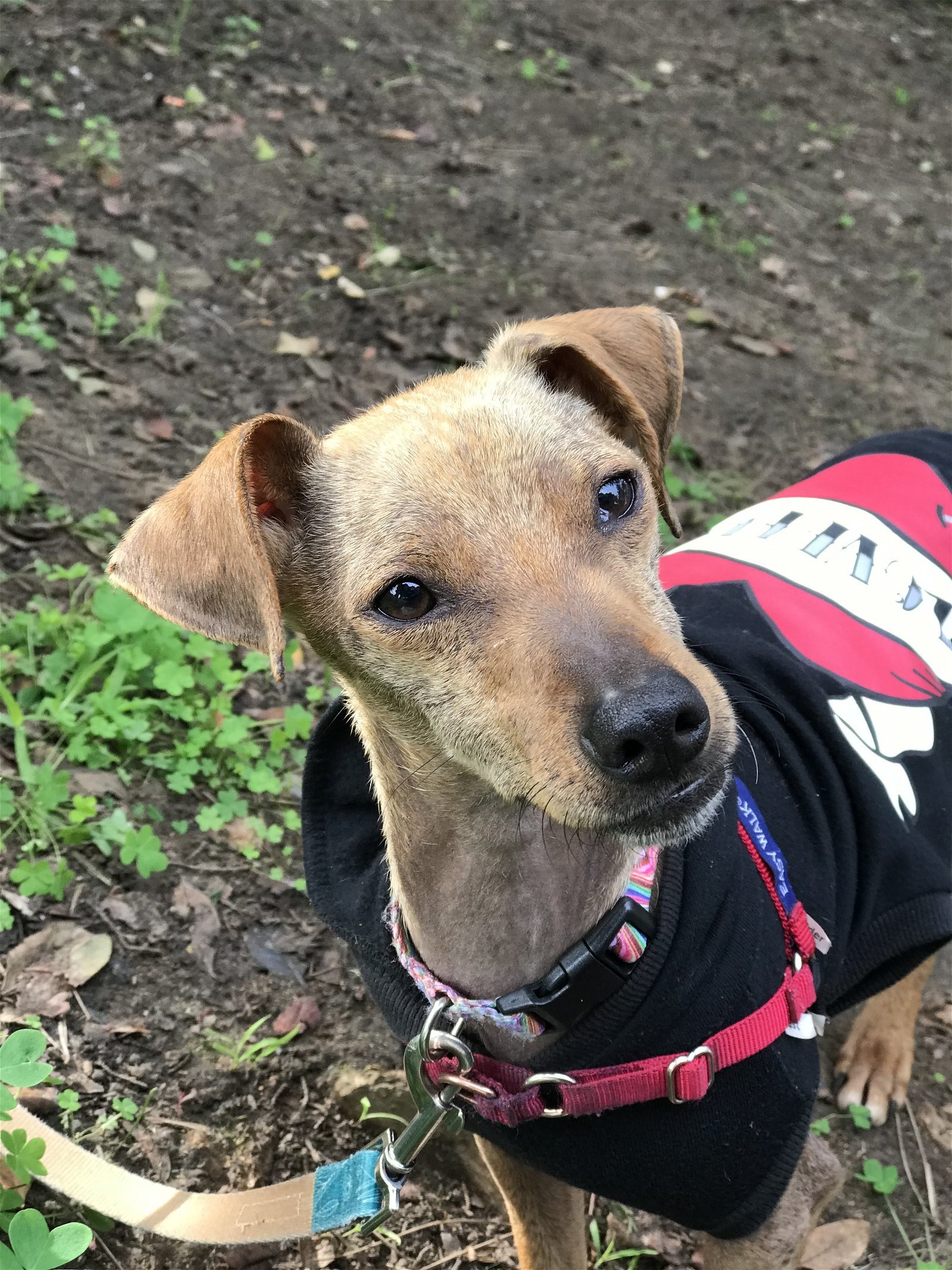 Peabody, an adoptable Terrier, Dachshund in Sonoma, CA, 95476 | Photo Image 2