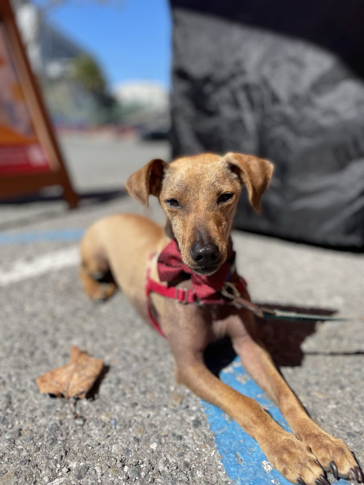 Peabody, an adoptable Terrier, Dachshund in Sonoma, CA, 95476 | Photo Image 3