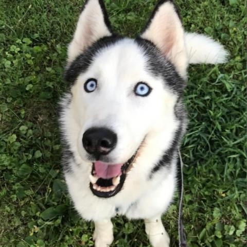 Avi, an adoptable Siberian Husky in Cincinnati, OH, 45247 | Photo Image 1