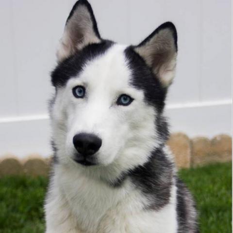 Avi, an adoptable Siberian Husky in Cincinnati, OH, 45247 | Photo Image 2