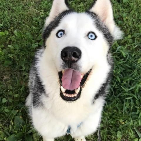 Avi, an adoptable Siberian Husky in Cincinnati, OH, 45247 | Photo Image 2