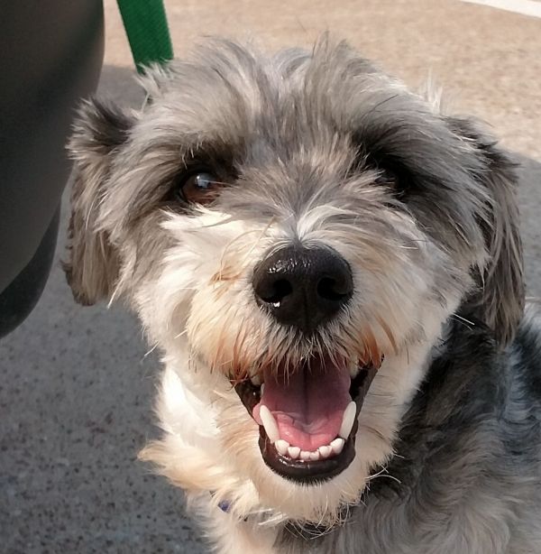 Adoptable mini schnauzers msrnt miniature schnauzer rescue of north