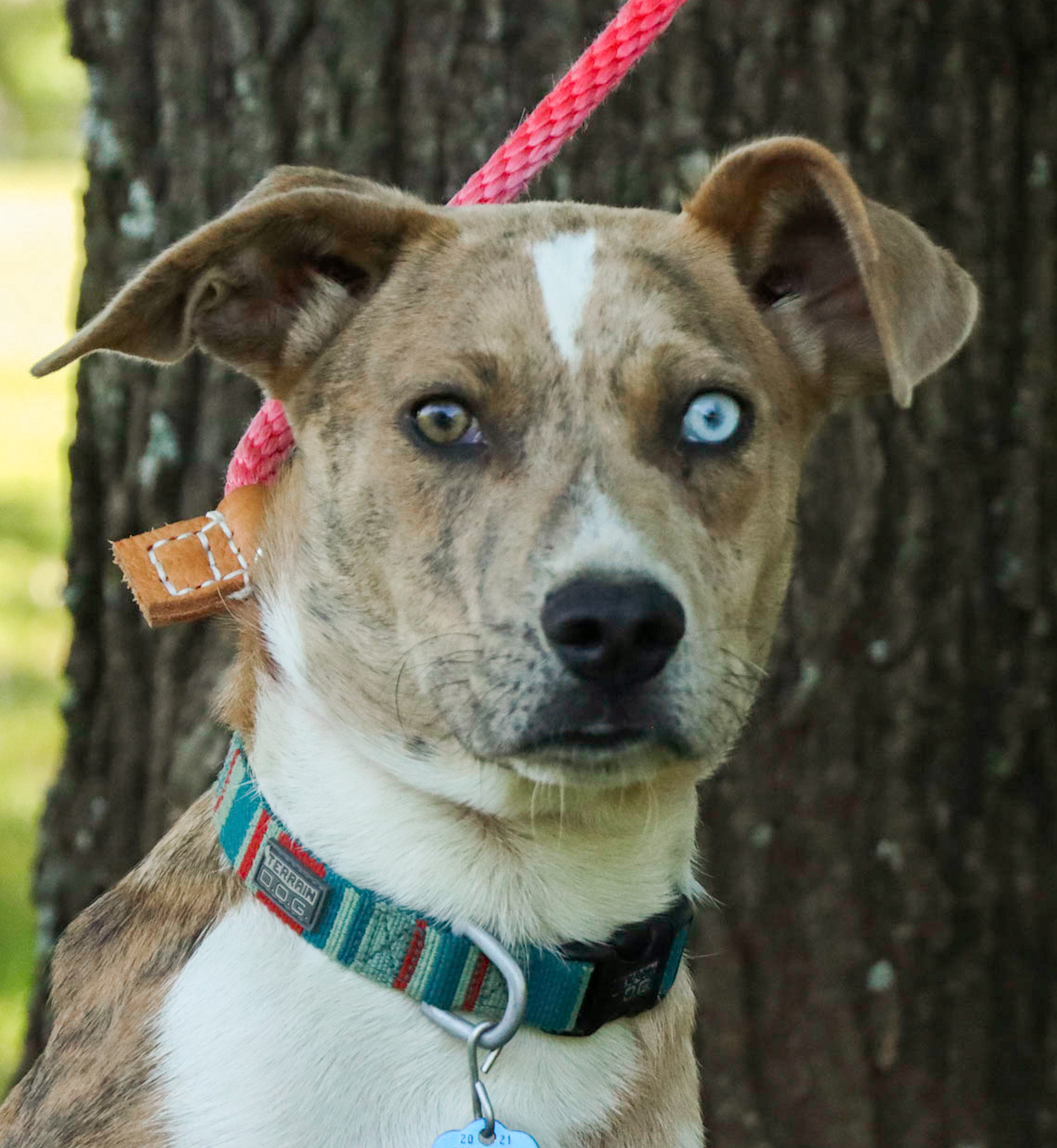 [12+] 6 Months Old Expensive Catahoula Dog Puppy For Sale Or Adoption
Near Me