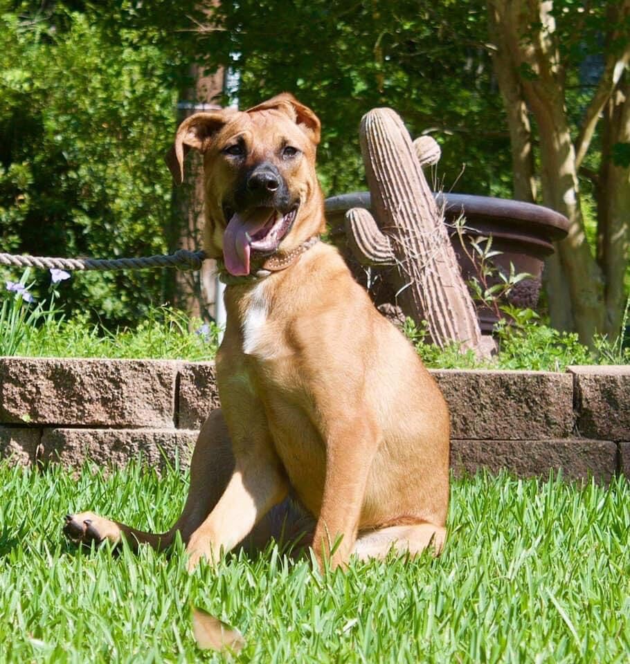 Dog for adoption Ellie Mae, a Hound & Black Mouth Cur Mix in Saucier