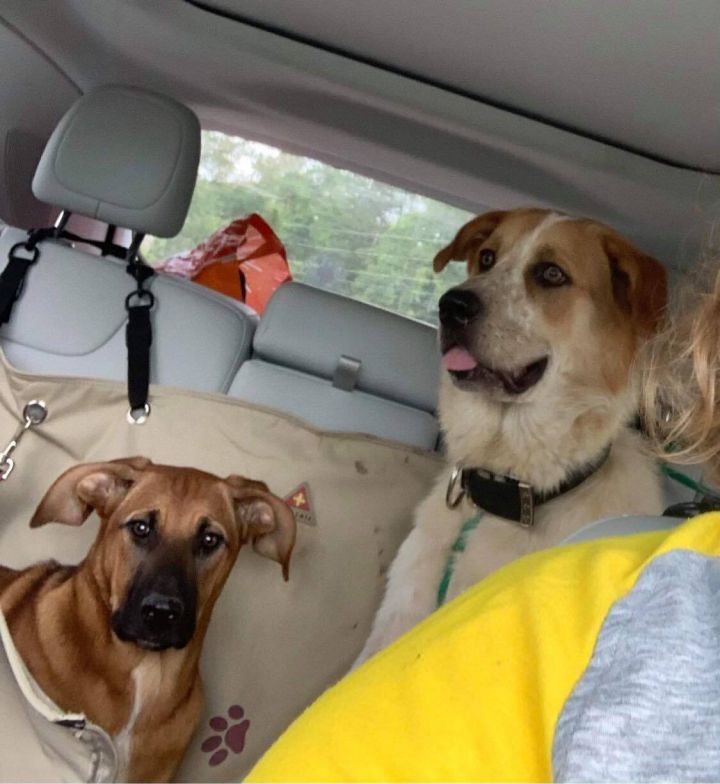 Dog for adoption Ellie Mae, a Hound & Black Mouth Cur Mix in Saucier