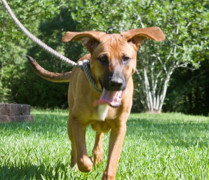 Dog for adoption Ellie Mae, a Hound & Black Mouth Cur Mix in Saucier