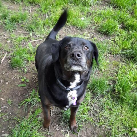 Scooter, an adoptable Black Labrador Retriever in Liberty, IN, 47353 | Photo Image 1