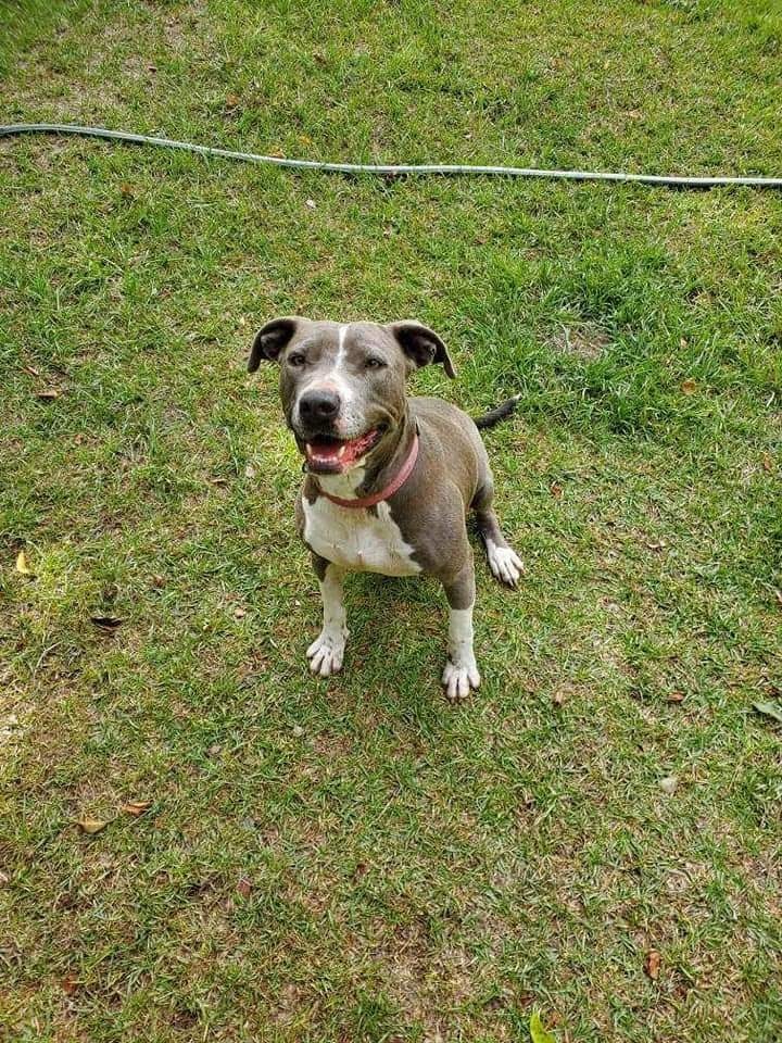 Grace, an adoptable Pit Bull Terrier in BREWTON, AL, 36426 | Photo Image 1