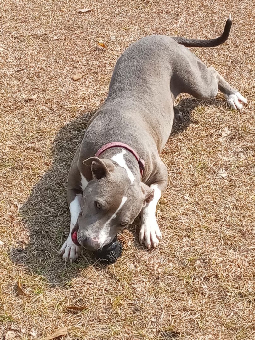 Grace, an adoptable Pit Bull Terrier in BREWTON, AL, 36426 | Photo Image 2