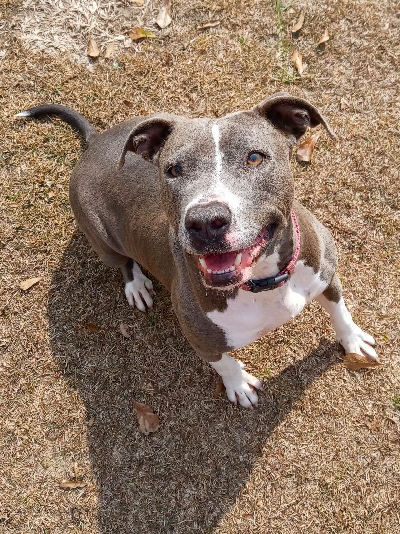 Grace, an adoptable Pit Bull Terrier in BREWTON, AL, 36426 | Photo Image 3