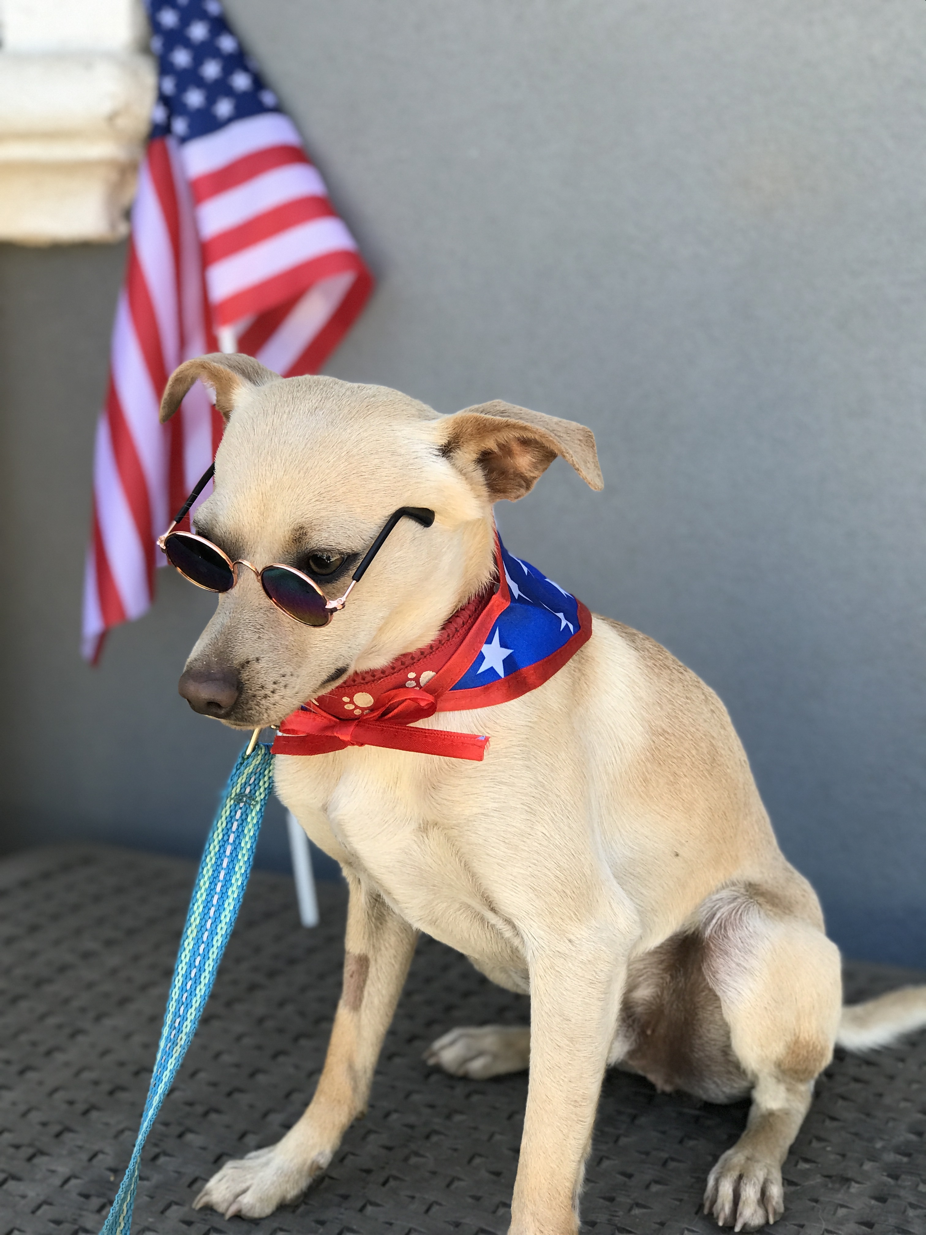 Peanut, an adoptable Chihuahua in Wilton, CA, 95693 | Photo Image 2