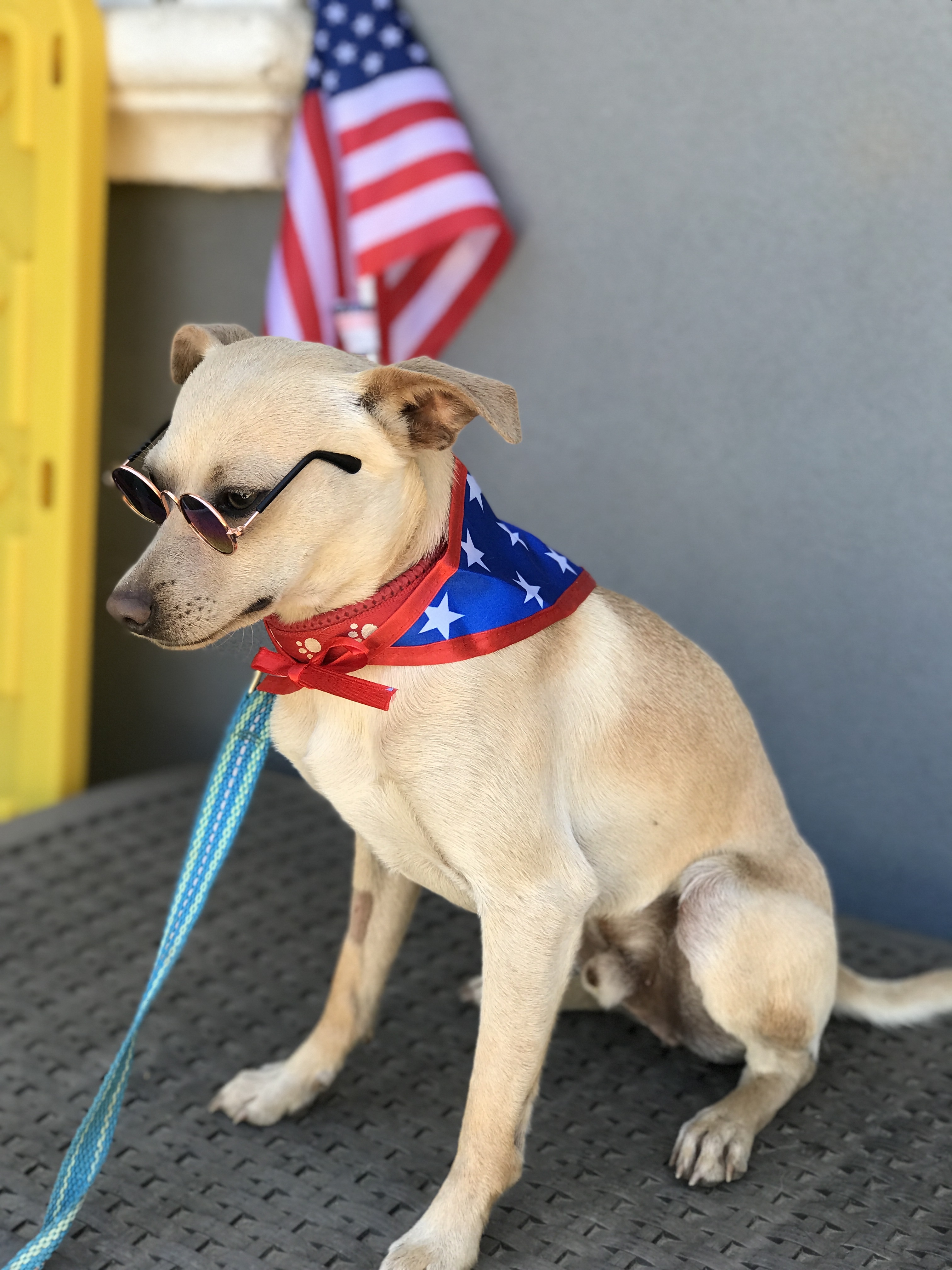 Peanut, an adoptable Chihuahua in Wilton, CA, 95693 | Photo Image 3