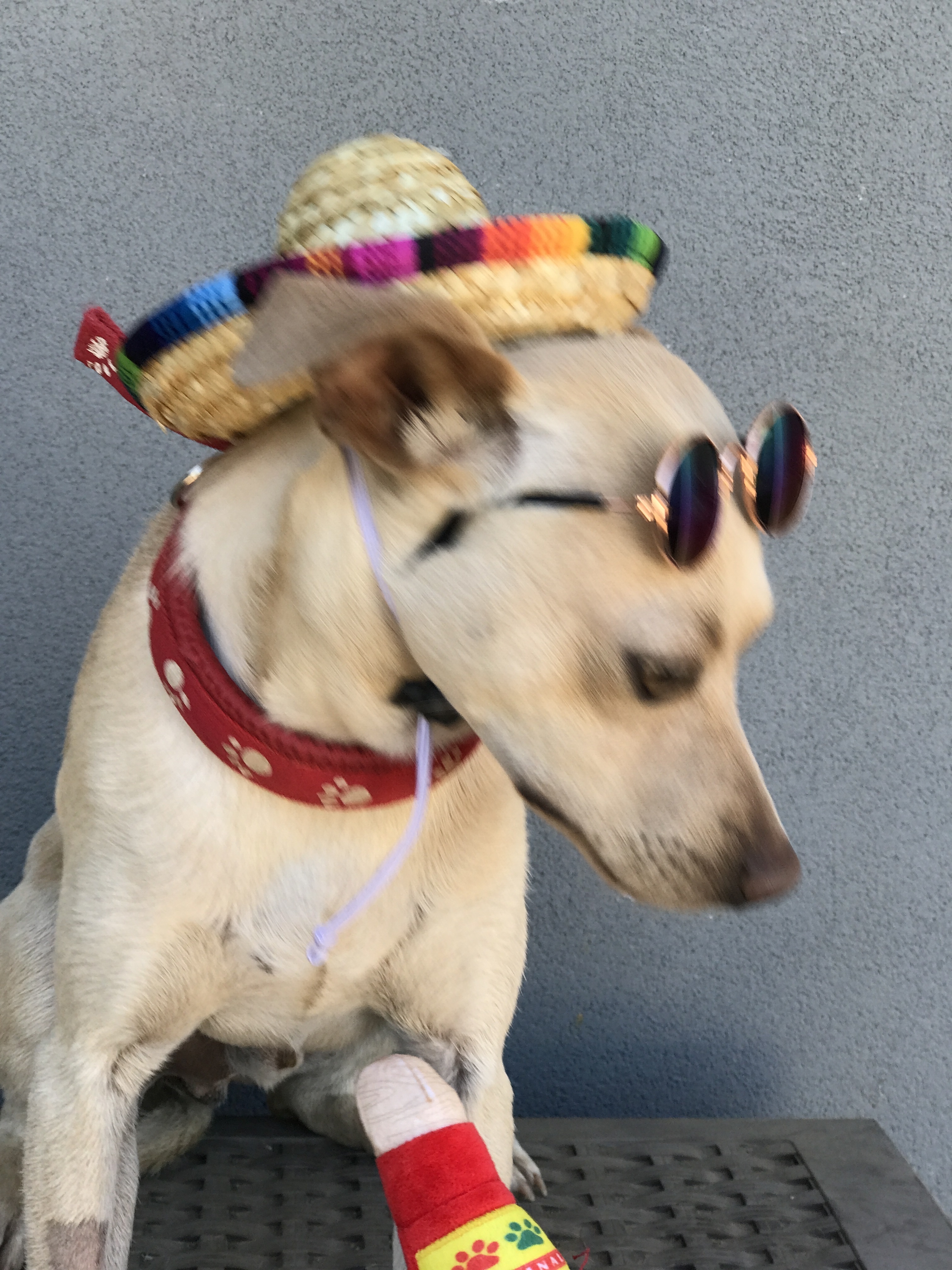 Peanut, an adoptable Chihuahua in Wilton, CA, 95693 | Photo Image 4