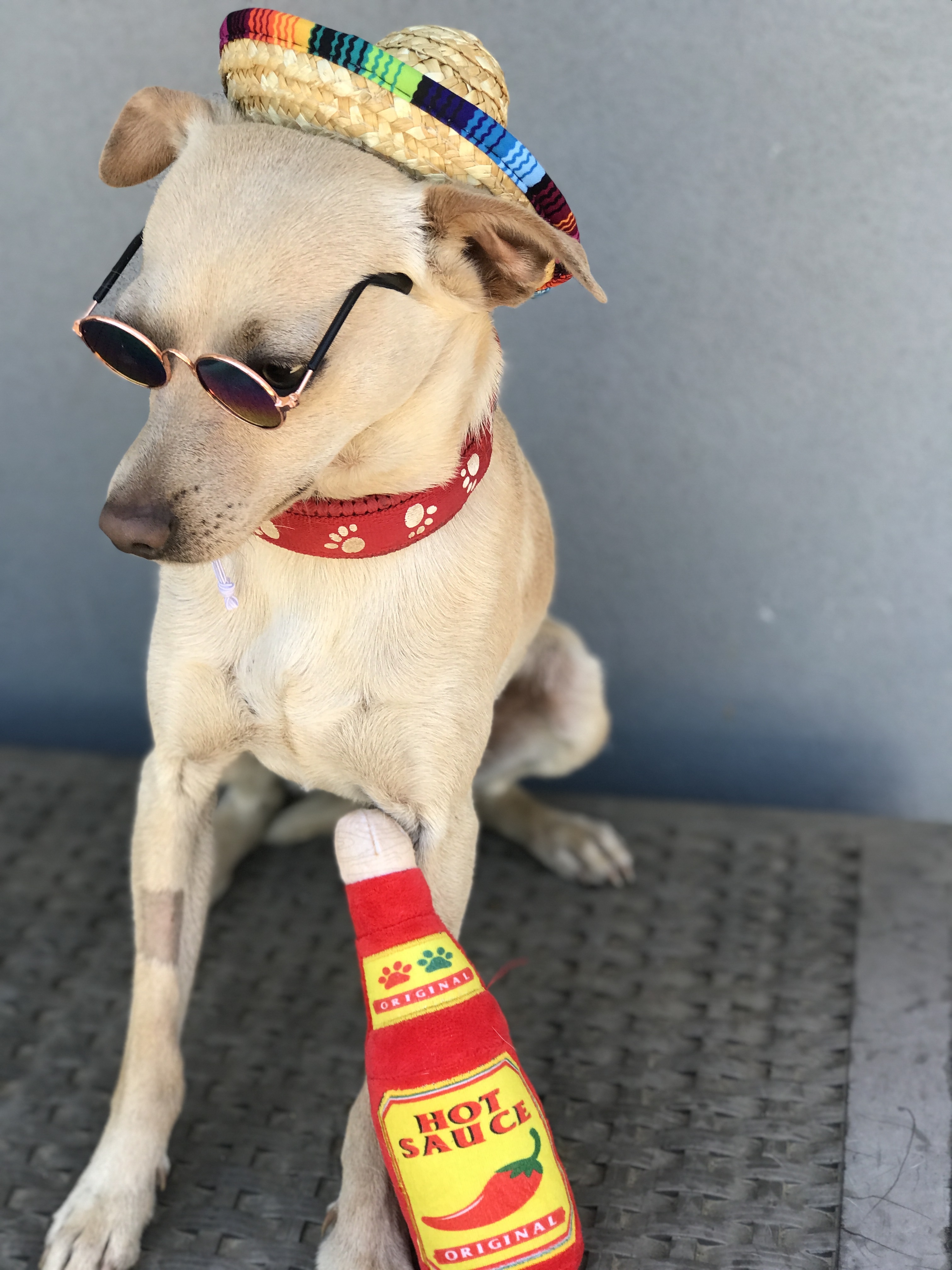 Peanut, an adoptable Chihuahua in Wilton, CA, 95693 | Photo Image 5