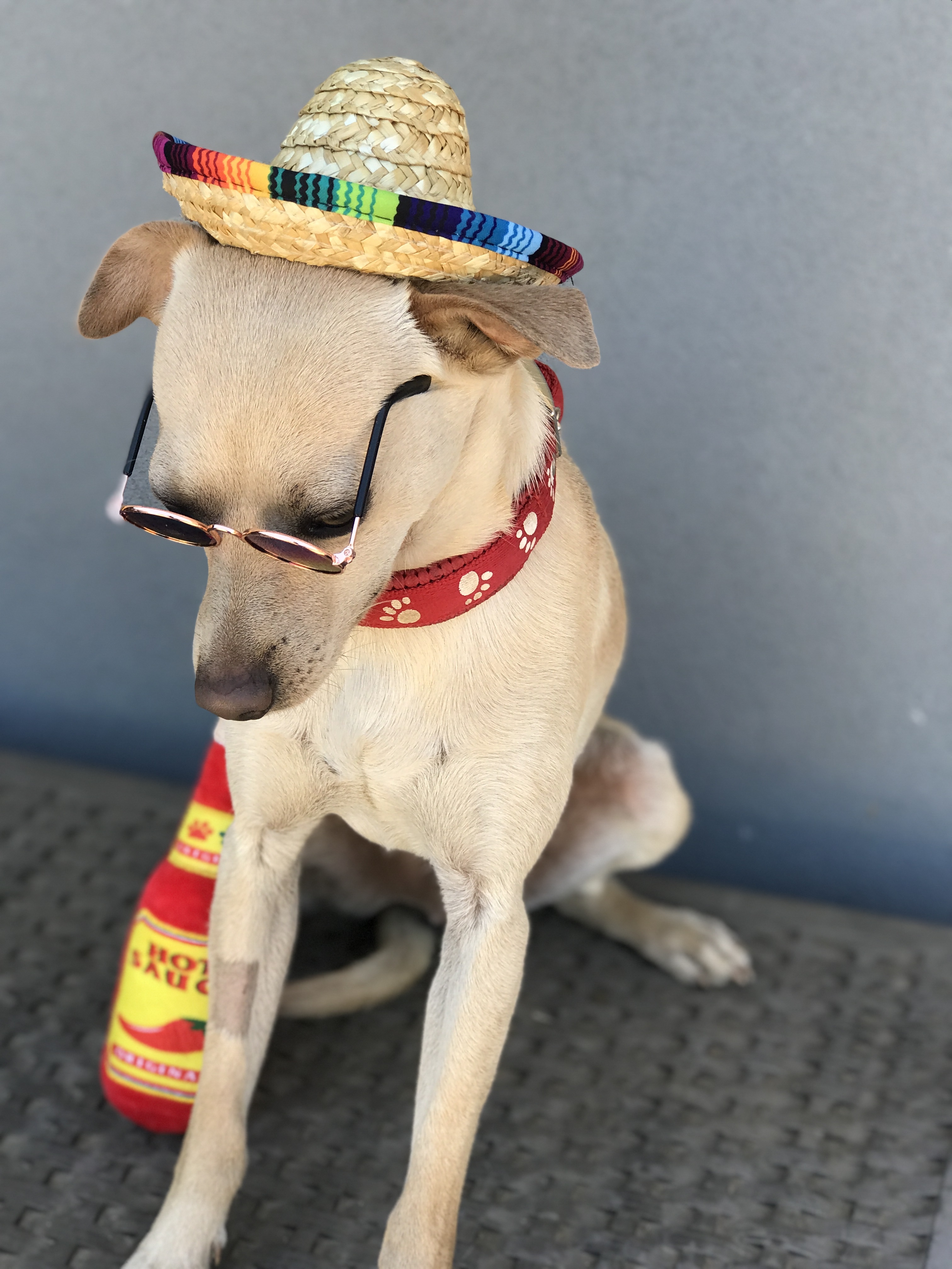 Peanut, an adoptable Chihuahua in Wilton, CA, 95693 | Photo Image 6