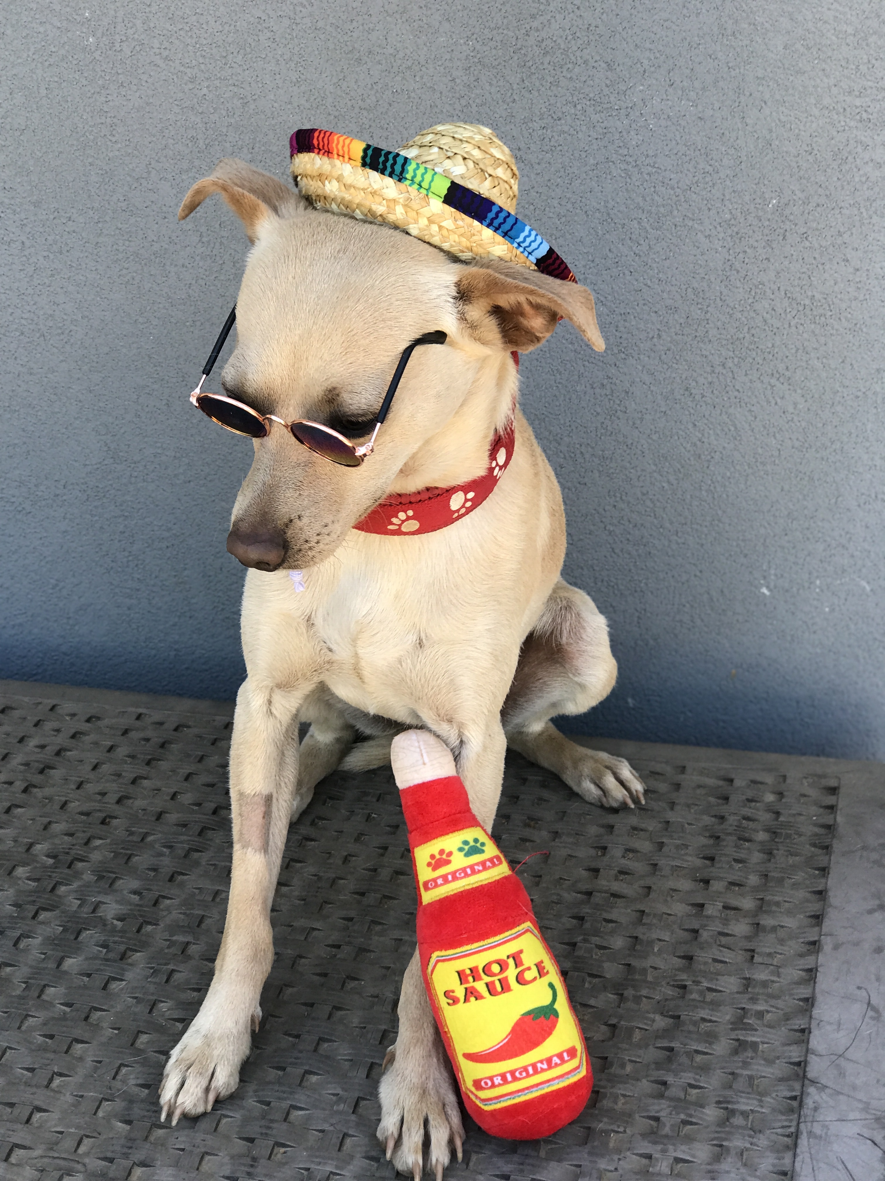 Peanut, an adoptable Chihuahua in Wilton, CA, 95693 | Photo Image 1