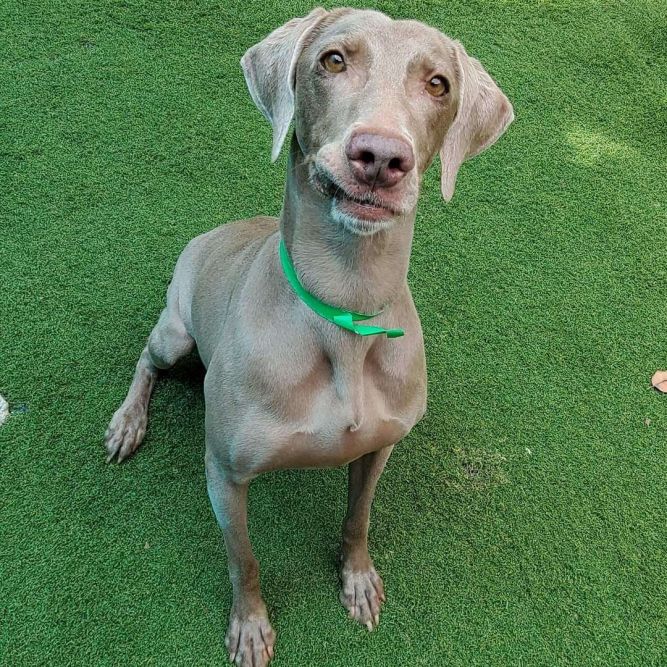 Weimaraner female hot sale size