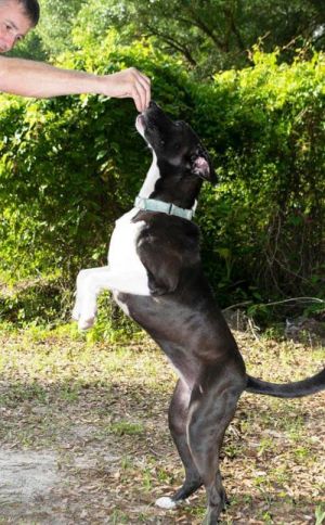 Dogs For Adoption Near Gainesville Fl Petfinder