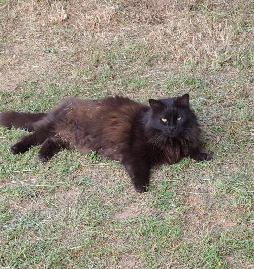 Shadow, an adoptable Domestic Long Hair in Cedar Creek, TX, 78612 | Photo Image 1