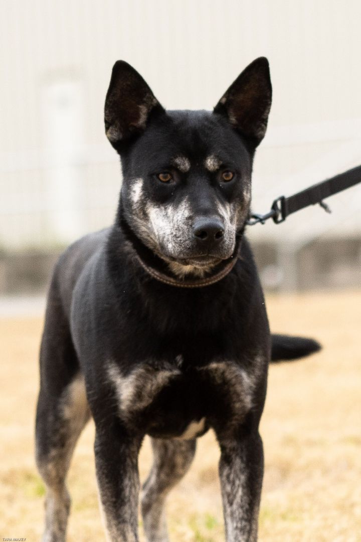 Ryder, an adoptable Australian Cattle Dog / Blue Heeler Mix in Uvalde, TX_image-1