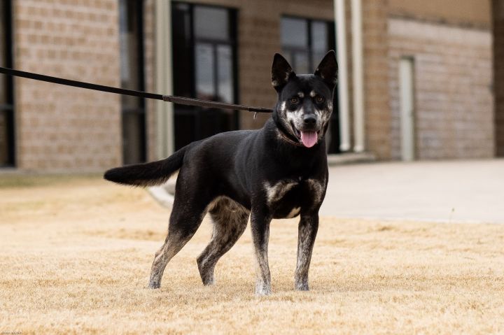 Ryder, an adoptable Australian Cattle Dog / Blue Heeler Mix in Uvalde, TX_image-2