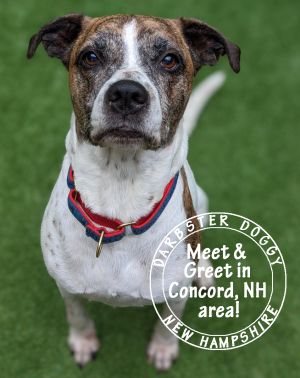 Dogs For Adoption Near Concord Nh Petfinder