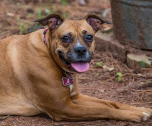Lets get ready to RUMBLE In this corner weighing in at 42 pounds is Lexie Grace a Boxer mix Sh