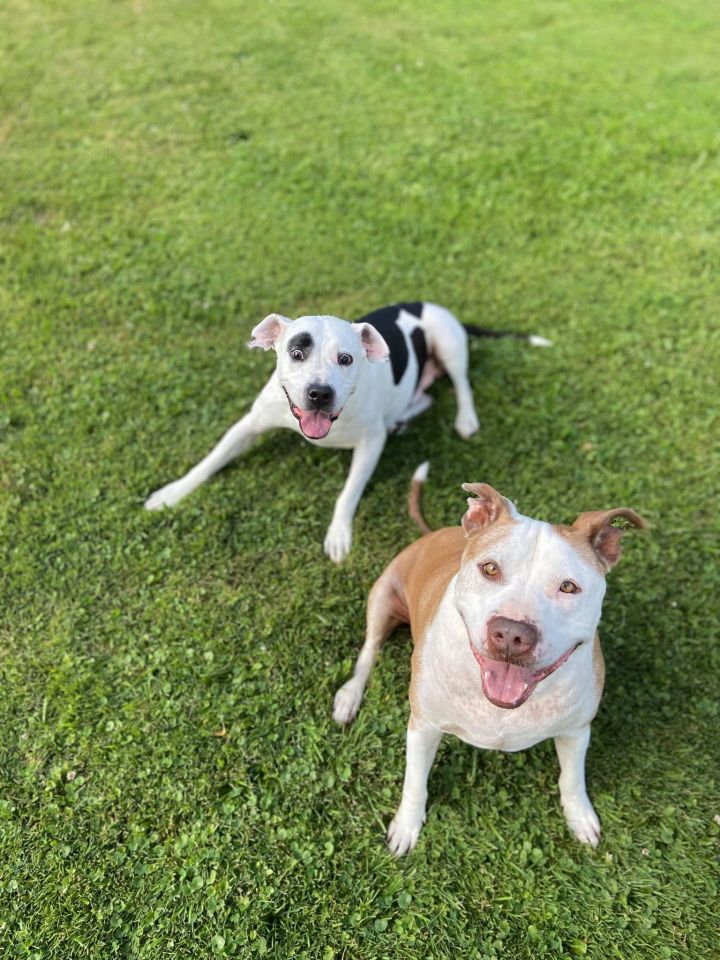 Dukey Howser & Goober! Bonded pair! 2