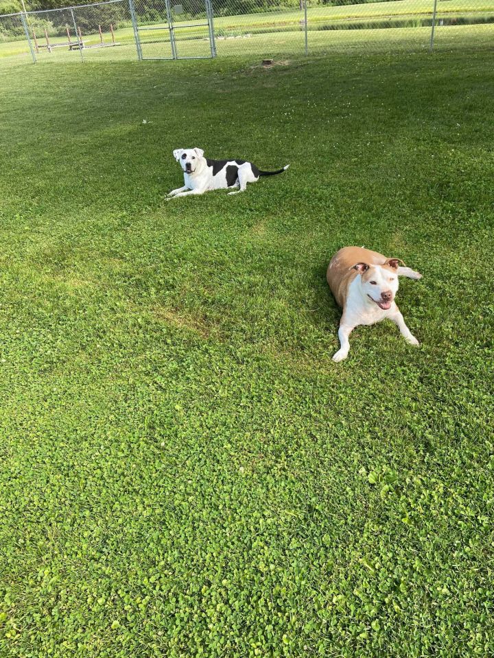 Dukey Howser & Goober! Bonded pair! 5