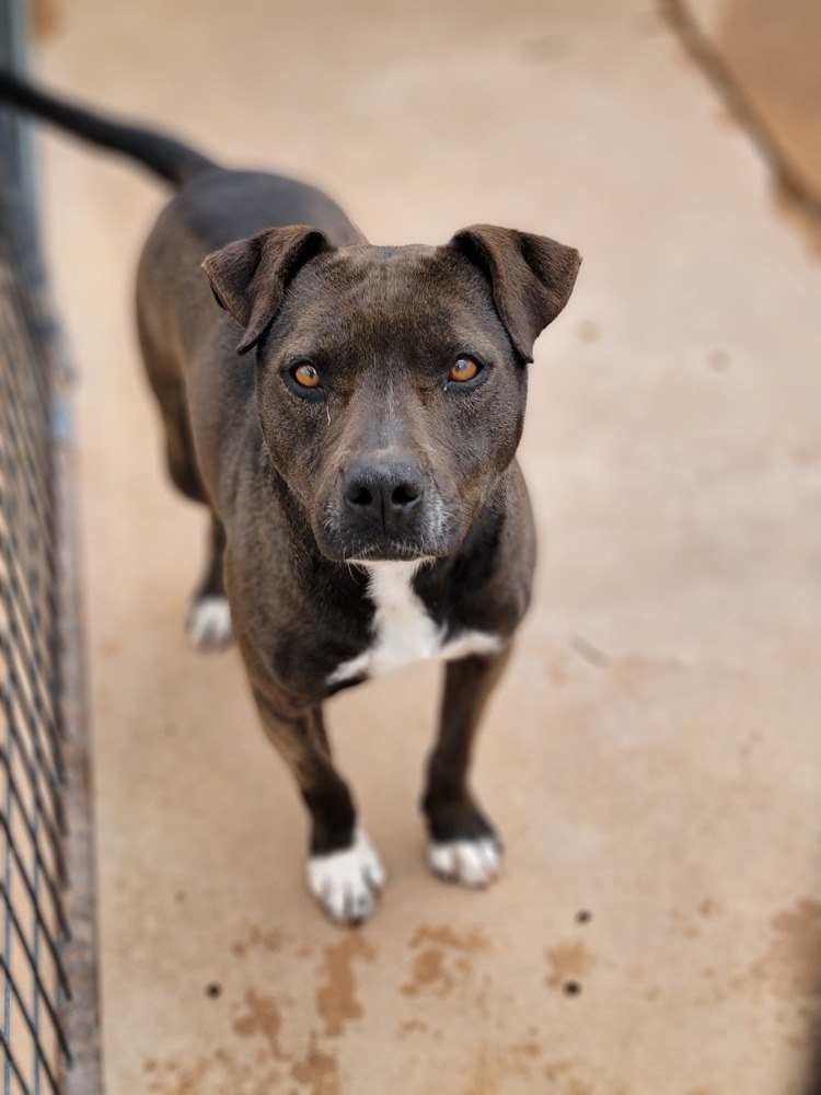 Izzy, an adoptable Pit Bull Terrier in Crosbyton, TX, 79322 | Photo Image 1