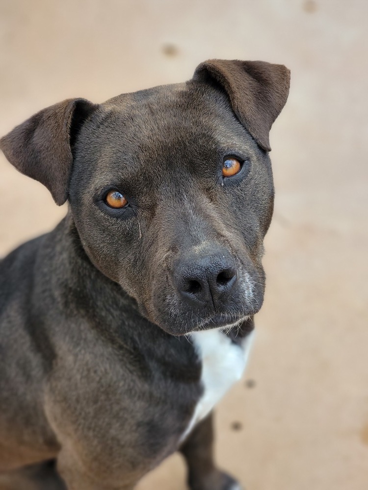 Izzy, an adoptable Pit Bull Terrier in Crosbyton, TX, 79322 | Photo Image 2