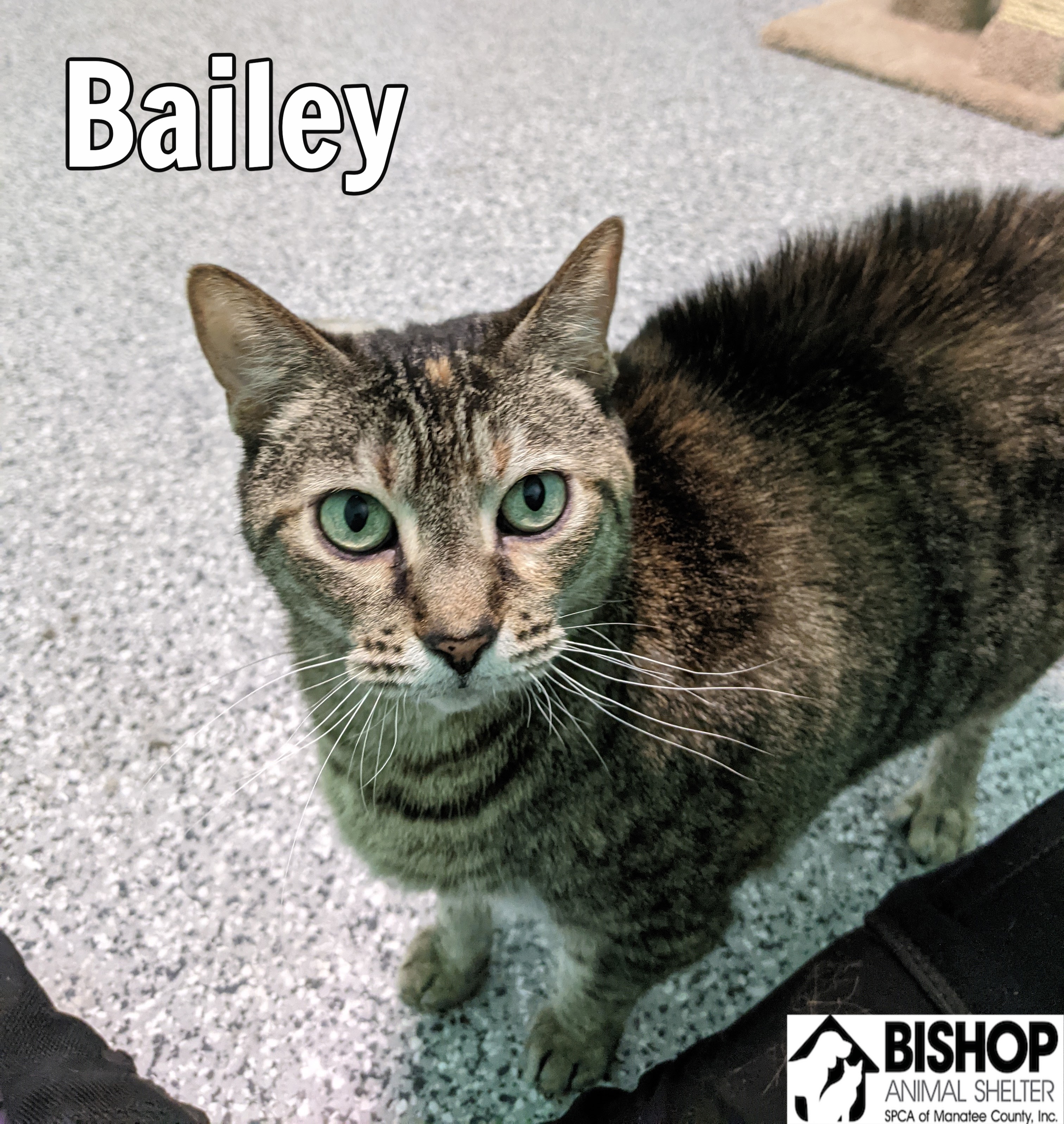 Bailey, an adoptable Domestic Short Hair in Bradenton, FL, 34209 | Photo Image 1